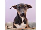 Adopt Dogglegangers - Darwin a Border Collie, Australian Shepherd