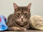 Adopt Wayne a Domestic Short Hair, Tabby