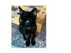 Adopt Mars a Domestic Short Hair