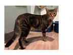 Adopt Britzi a Domestic Short Hair, Tabby