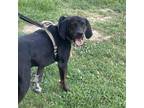 Adopt Marley a Black and Tan Coonhound