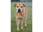 Adopt Timber - Adoptable a Labrador Retriever, Mixed Breed