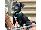 Adopt Naruto a German Shepherd Dog