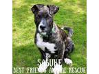 Adopt Sasuke a German Shepherd Dog
