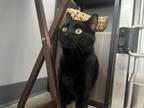 Adopt Oregano 24-088 C a Domestic Short Hair