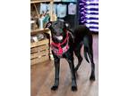 Adopt Rex a Labrador Retriever
