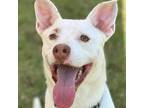 Adopt Leche a Husky, Shepherd