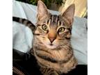 Adopt Crowley a Domestic Short Hair