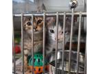 Adopt Nugget aka Sonic a Domestic Short Hair