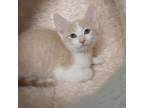 Adopt Benjamin a American Shorthair