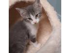 Adopt Samuel a American Shorthair