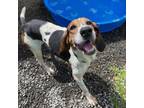 Adopt Lapa a Treeing Walker Coonhound