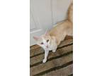 Adopt Blonde a Domestic Short Hair