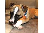 Adopt Baxter (Toby) a Mixed Breed