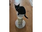 Adopt Cosmo a Domestic Short Hair