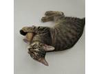 Adopt Orion a Tabby, Domestic Short Hair