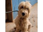Adopt Polly a Golden Retriever, Poodle