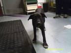 Adopt Charlie a Border Collie