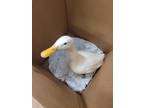 Adopt A118405 a Duck