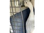 Adopt SAWEETIE a Duck