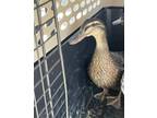 Adopt NICKI a Duck
