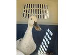 Adopt LIL KIM a Duck
