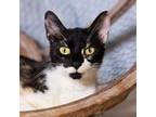 Adopt Queen Maeve a Domestic Short Hair