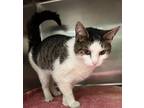 Adopt Teal a Domestic Short Hair