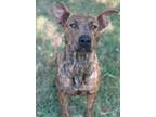 Adopt Princess a Pit Bull Terrier, Mixed Breed