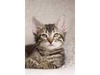 Adopt Sage Petalpaw a Tabby, Domestic Short Hair