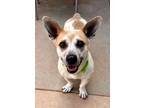 Adopt Corn Pop a Cattle Dog, Corgi