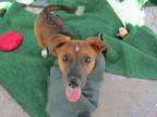Adopt shirley2 a Bedlington Terrier, Labrador Retriever