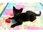 Adopt Kitten Harper a Domestic Short Hair
