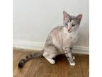 Adopt Amira a Snowshoe, Domestic Short Hair