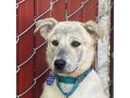 Adopt Lolli Pop a Yellow Labrador Retriever, Shepherd
