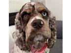 Adopt Roxy M 24080 a Cocker Spaniel