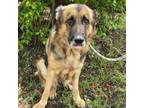 Adopt Penny Nickles a German Shepherd Dog