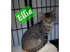 Adopt Ellie a Tabby