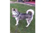 Adopt Jackie a Husky