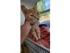 Adopt Sandy a Tabby, Domestic Short Hair