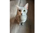 Adopt Alana a Domestic Short Hair