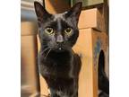 Adopt Luna a Domestic Short Hair