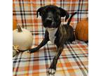 Adopt Maggie a Mixed Breed