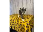 Adopt Mary a Domestic Short Hair