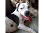 Adopt Fern a American Staffordshire Terrier
