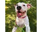 Adopt Cornelia a American Staffordshire Terrier