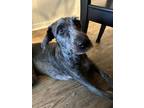 Adopt Marlee a Aussiedoodle