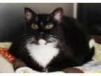 Adopt Willa a Domestic Medium Hair, Domestic Short Hair