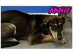 Adopt Annie a German Shepherd Dog, Mixed Breed