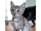 Adopt Jewel a Tabby